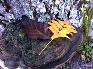 65DC9208-E1CD-42B9-AC87-12BB5A60066A